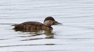 Common Scoter