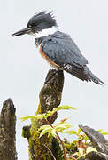 Belted Kingfisher