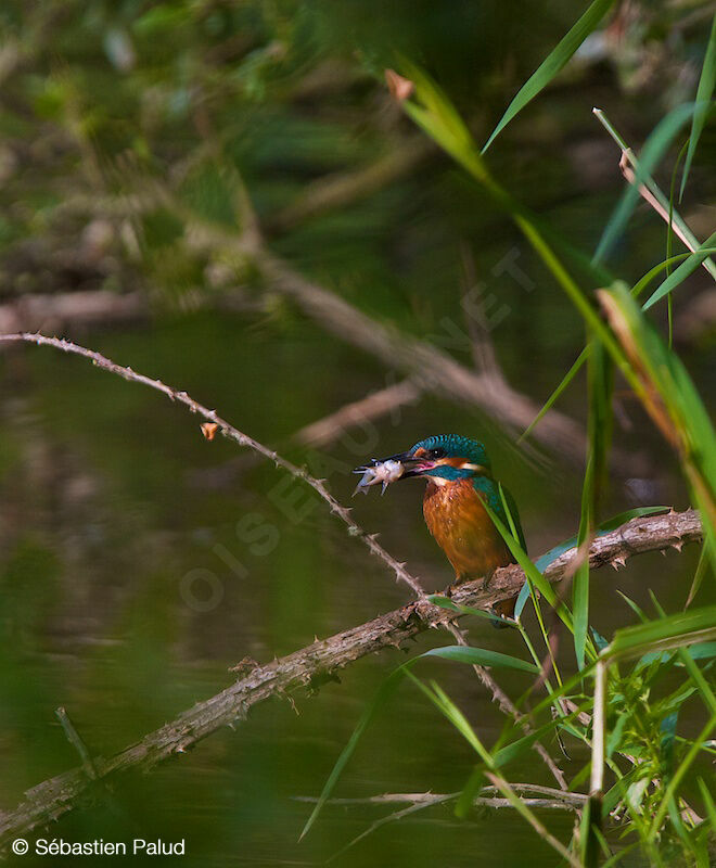 Common Kingfisher