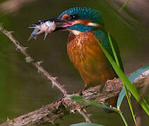 Common Kingfisher