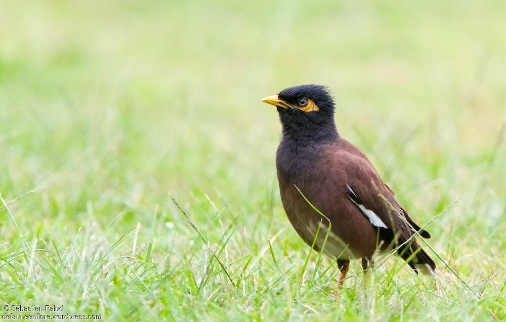 Common Myna