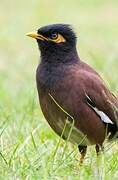 Common Myna