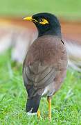 Common Myna