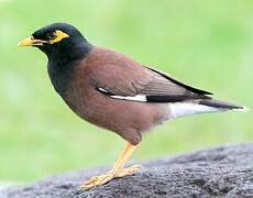 Common Myna