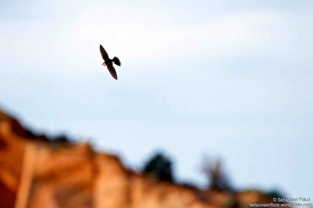 White-throated Swift