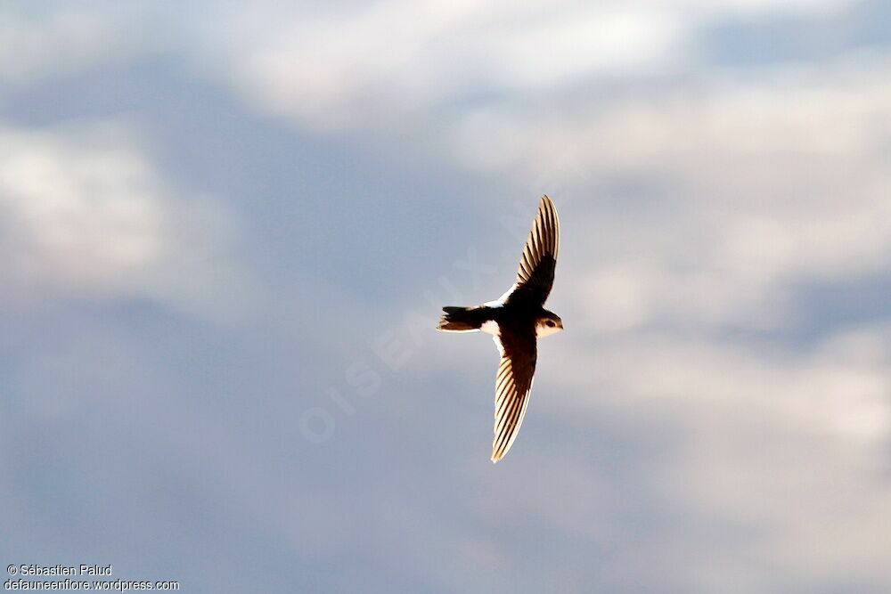 White-throated Swift