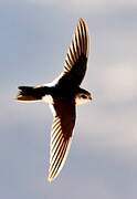 White-throated Swift