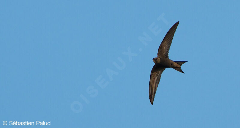 Common Swift