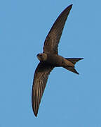 Common Swift