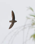 Chimney Swift