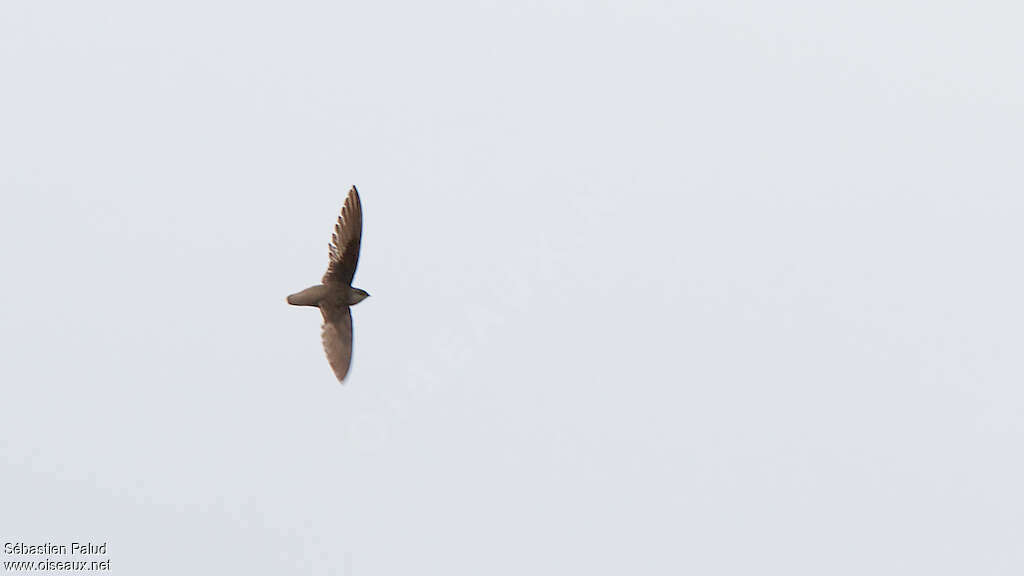 Chimney Swiftadult, identification