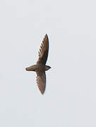 Chimney Swift