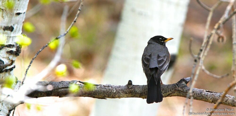 American Robin male adult