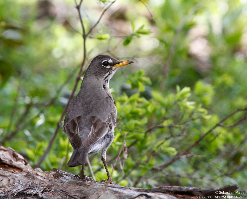 American Robin female adult