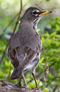 American Robin