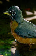 American Robin