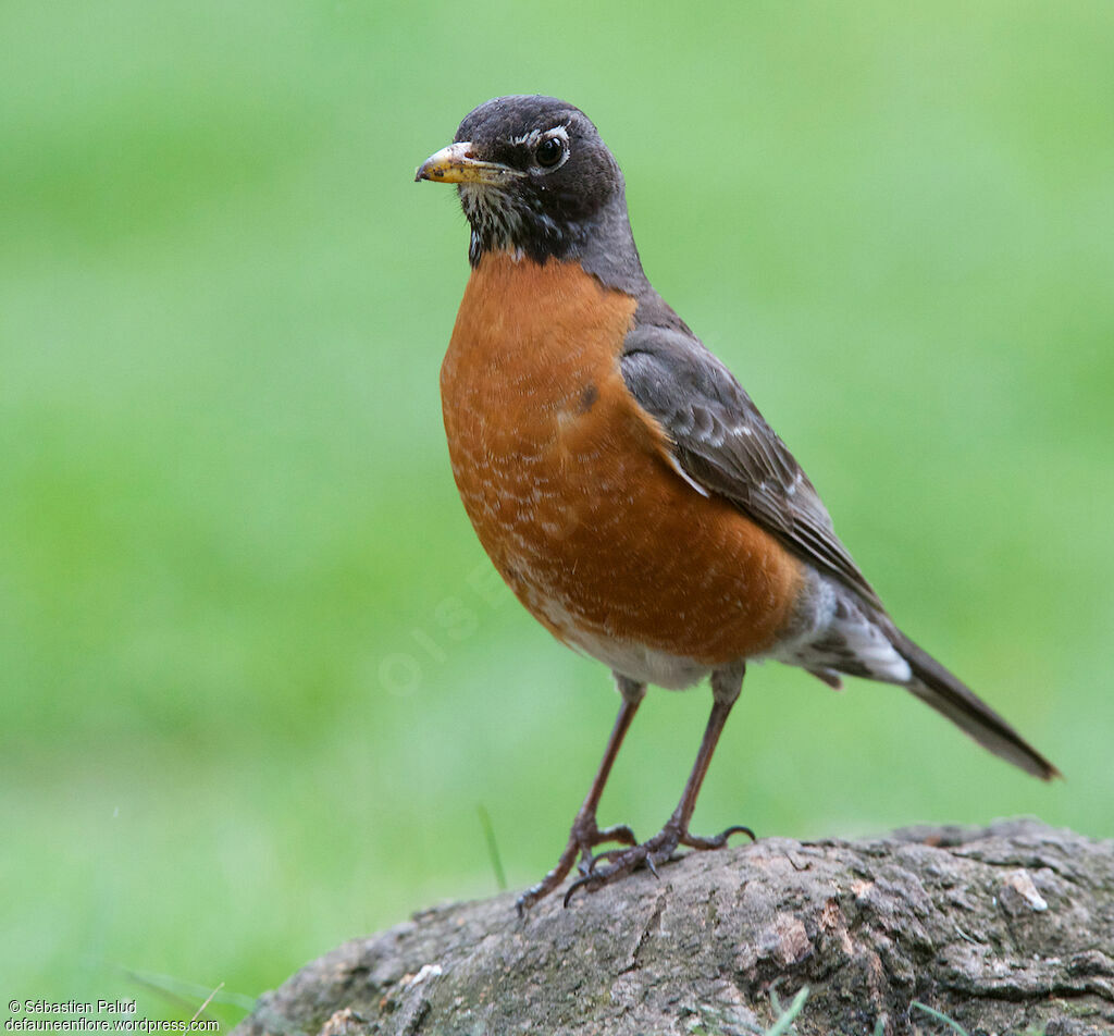 American Robin male adult, identification