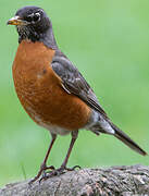 American Robin