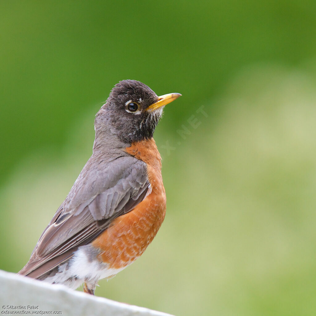 American Robin male adult, identification