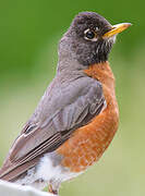 American Robin