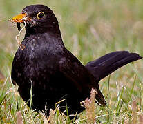 Common Blackbird