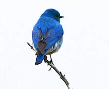 Mountain Bluebird