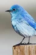 Mountain Bluebird