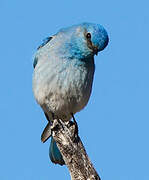 Mountain Bluebird