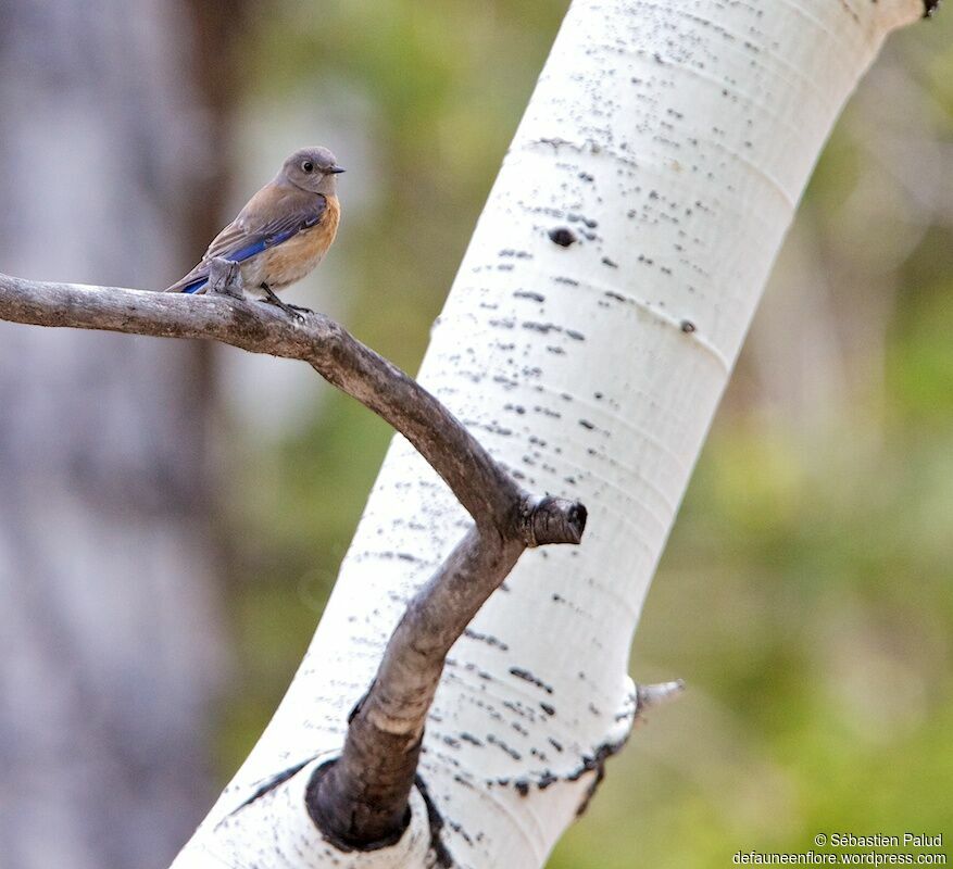 Western Bluebird female adult