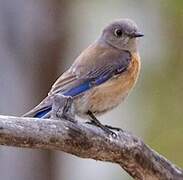 Western Bluebird