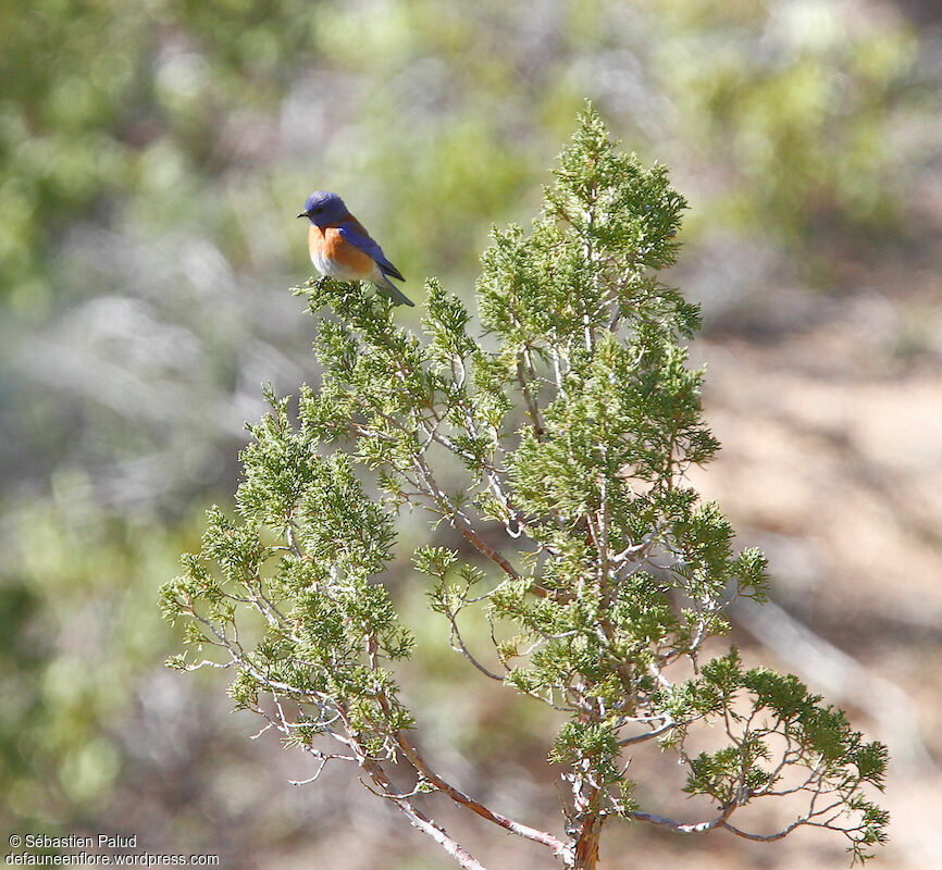 Western Bluebird male adult