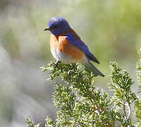 Western Bluebird