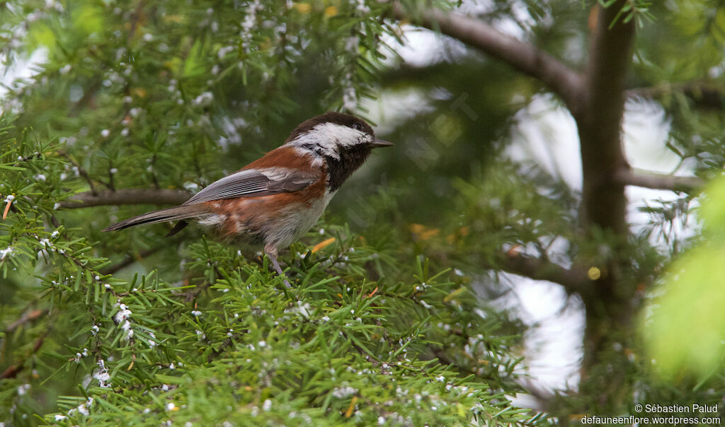 Mésange à dos marronadulte, identification