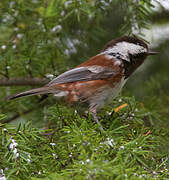 Mésange à dos marron