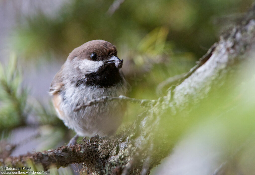 Mésange à tête bruneadulte, identification