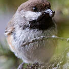 Mésange à tête brune