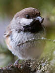 Mésange à tête brune