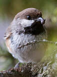 Mésange à tête brune