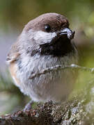 Mésange à tête brune