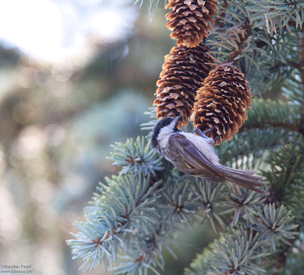 Mésange à tête noireadulte, mange