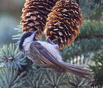 Black-capped Chickadee