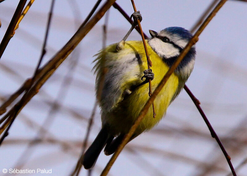 Eurasian Blue Tit