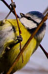 Mésange bleue