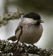 Willow Tit