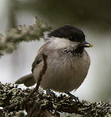 Mésange boréale