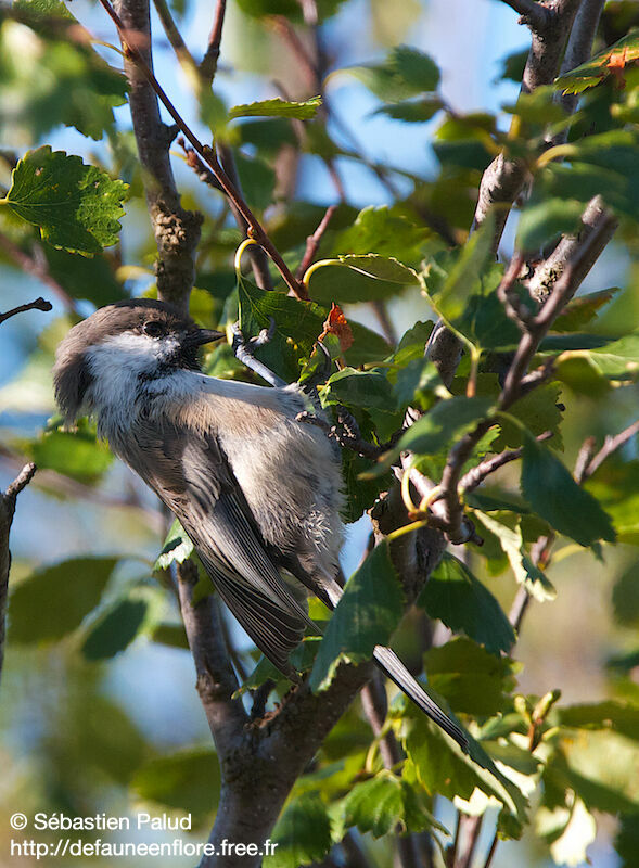 Willow Tit