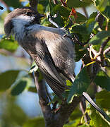 Willow Tit