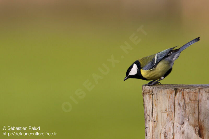 Great Tit