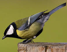 Great Tit