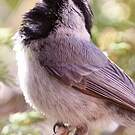 Mésange de Gambel